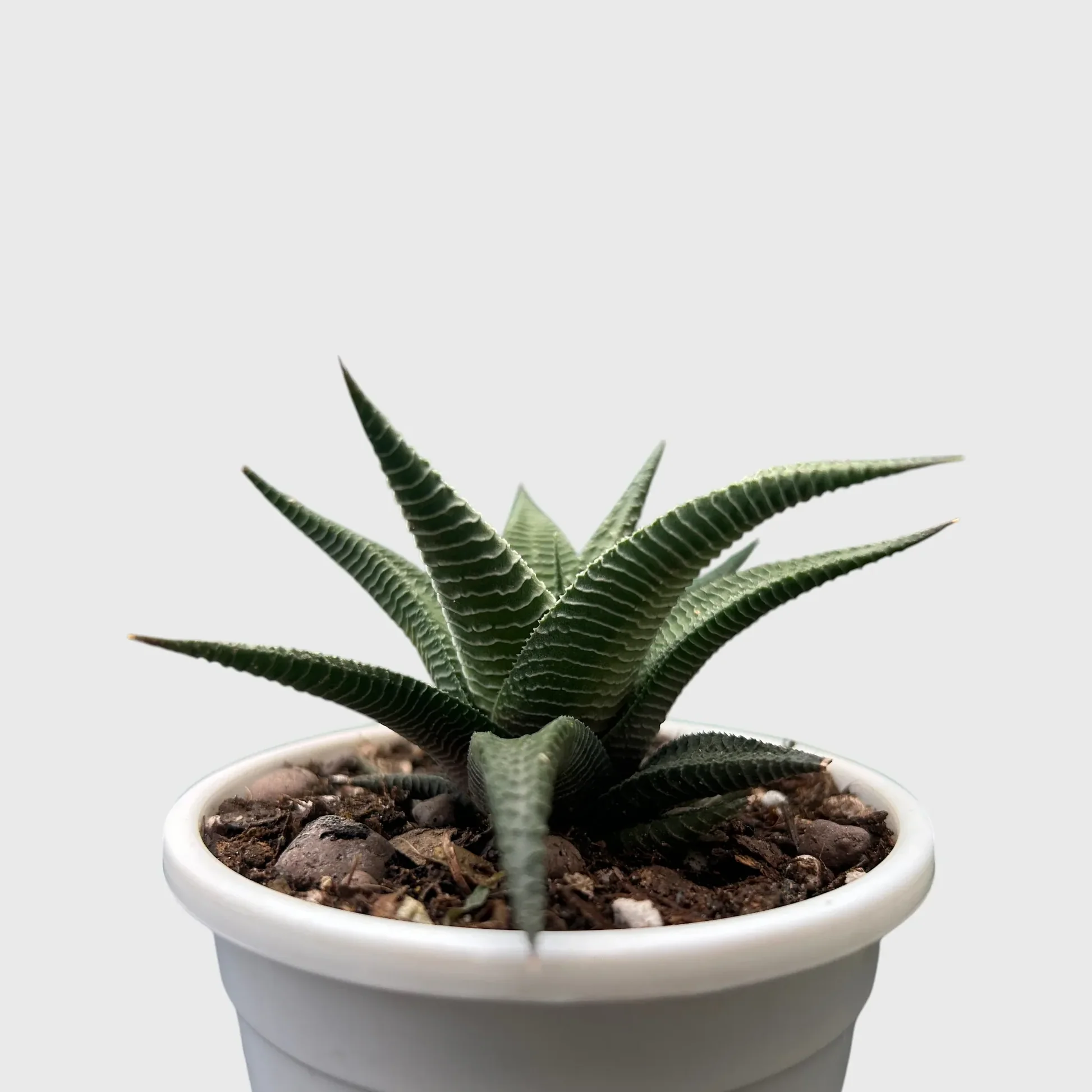 Haworthia Limifolia (Non-Variegated) – Lucky Succulent Plant - Image 2