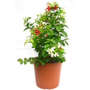Dwarf Hybrid Madhumalti/Rangoon Creeper Healthy Plant