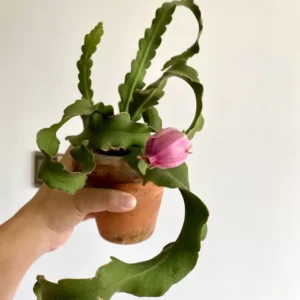 Ornamental Hybrid Mini Dragon Fruit Cactus Live Plant - Image 2