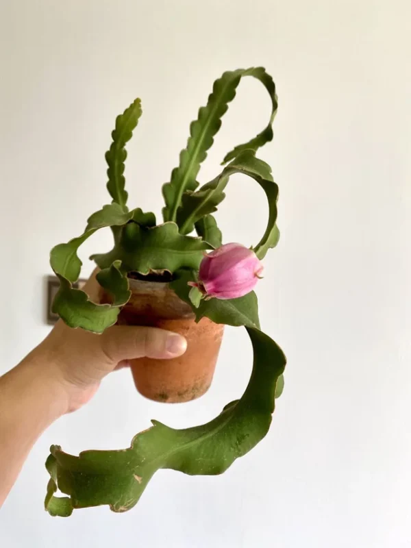 Ornamental Hybrid Mini Dragon Fruit Cactus Live Plant