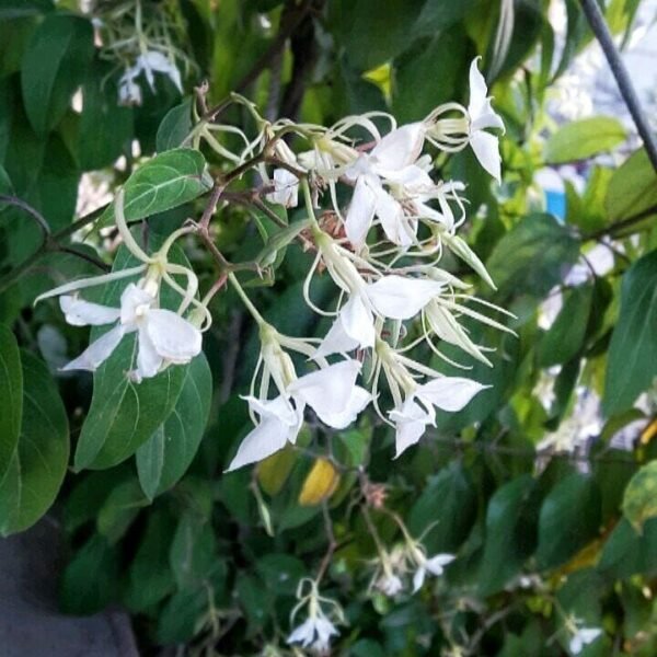 Malati/Maloti lota(Aganosma Dichotoma) Fragnance Flower Plant