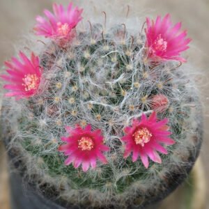 Mammillaria Bocasana - Powder Puff Cactus