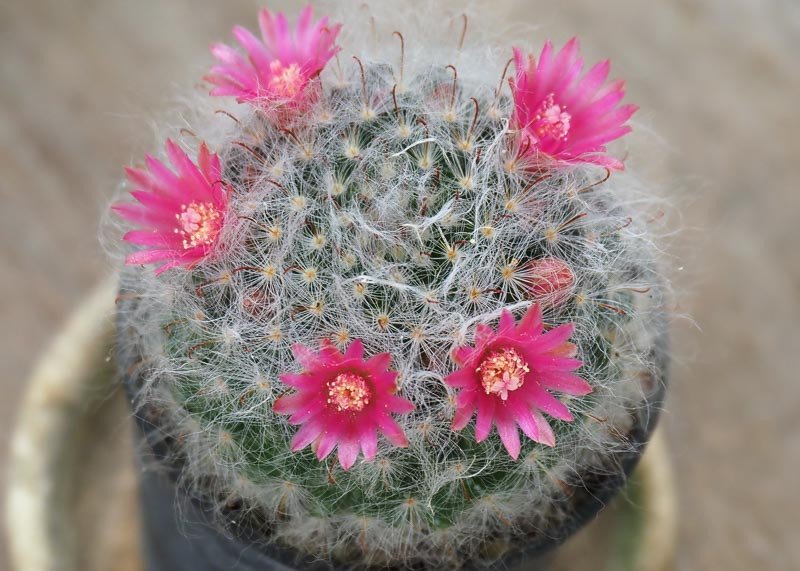 Mammillaria Bocasana - Powder Puff Cactus - Image 1
