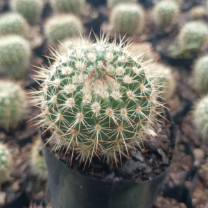Mammillaria Yucatanensis Hybrid Cactus Plant - Image 2