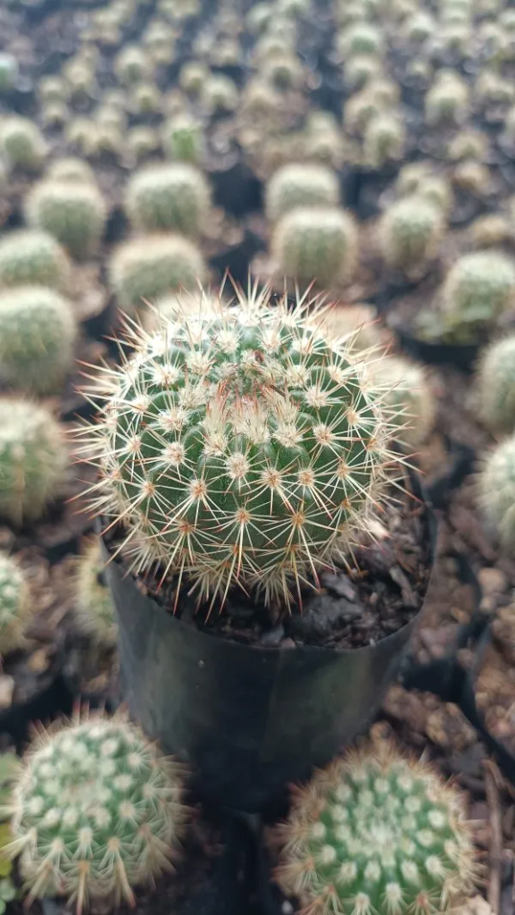 Mammillaria Yucatanensis Hybrid Cactus Plant