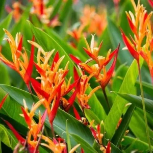 Heliconia Lady Diana Orange Color Ornamental Flower Plant