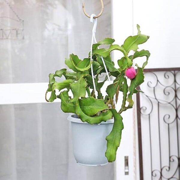 Ornamental Hybrid Mini Dragon Fruit Cactus Live Plant