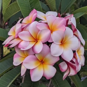 Sweet Fragnance Plumeria Id Thaigold Healthy Plant
