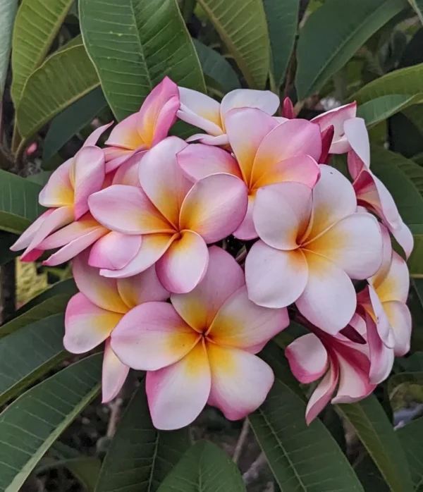 Sweet Fragnance Plumeria Id Thaigold Healthy Plant
