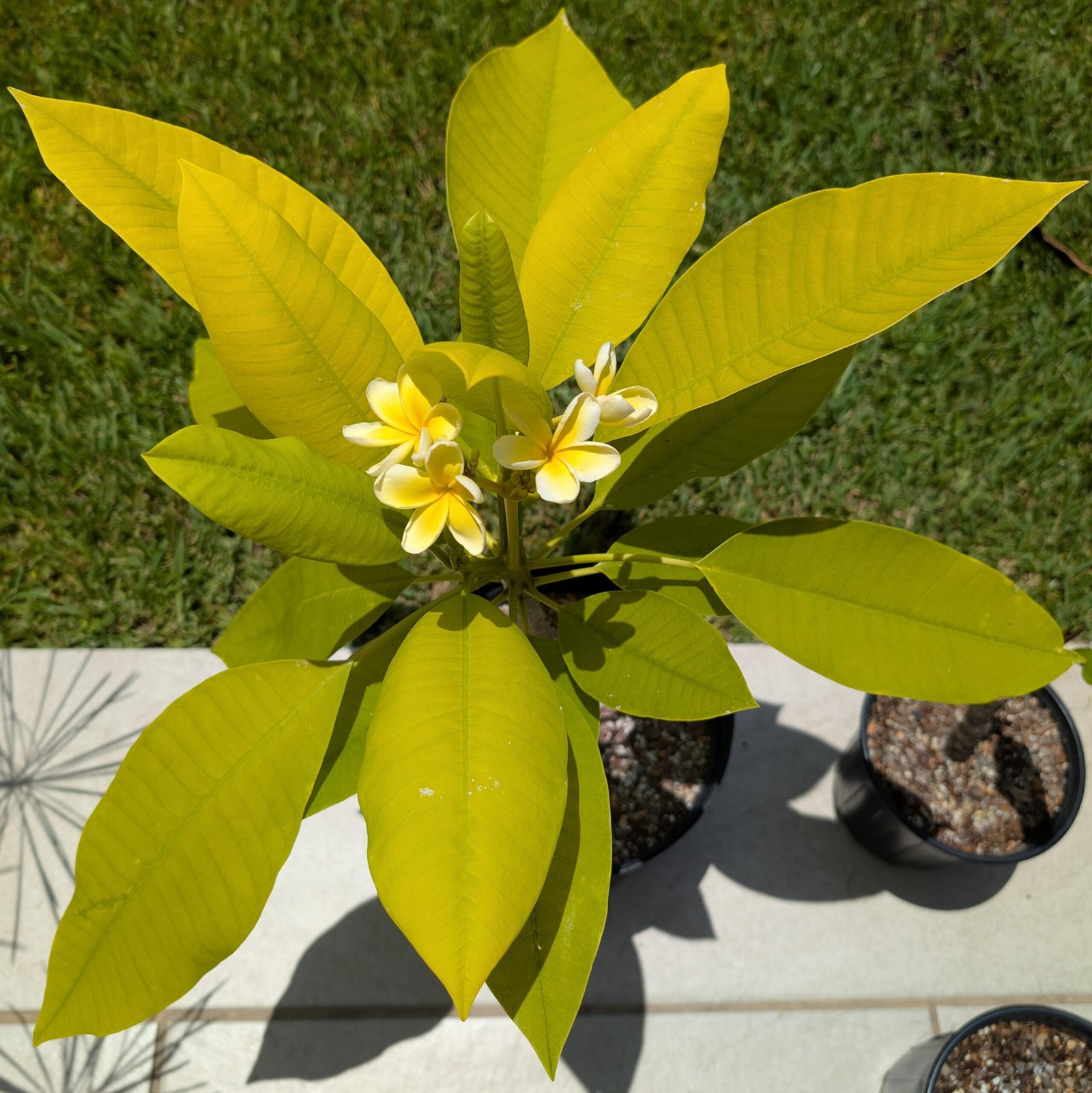 Thai Golden Leaves Sweet Fragnance Plumeria Healthy Plant - Image 2