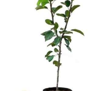 Hybrid Nashpati/Pear Grafted Fruit Healthy Plant - Image 2