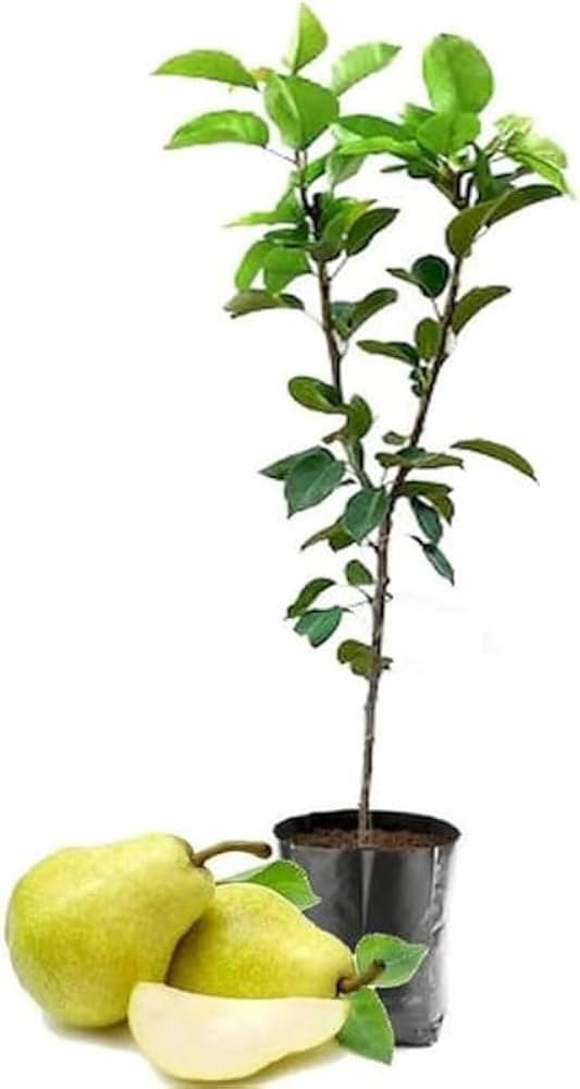 Hybrid Nashpati/Pear Grafted Fruit Healthy Plant