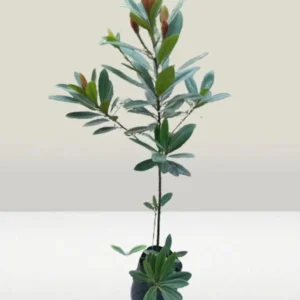 First Love(Xanthostemon Chrysanthus) Dwarf Flower Healthy Plant - Image 4