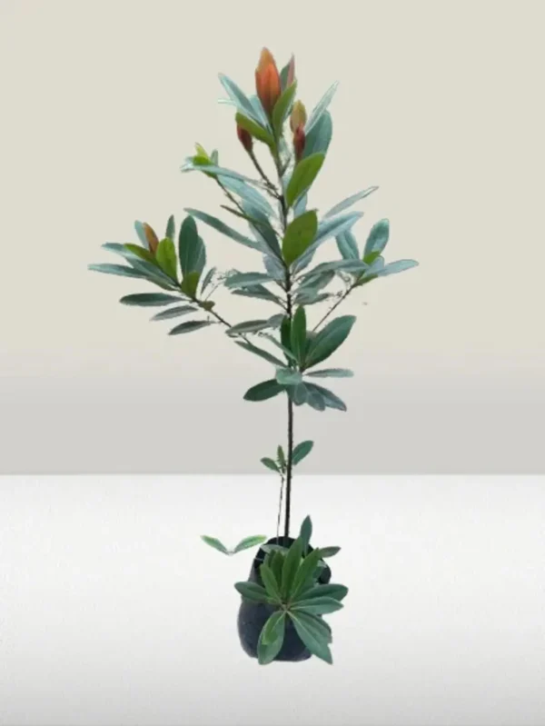 First Love(Xanthostemon Chrysanthus) Dwarf Flower Healthy Plant