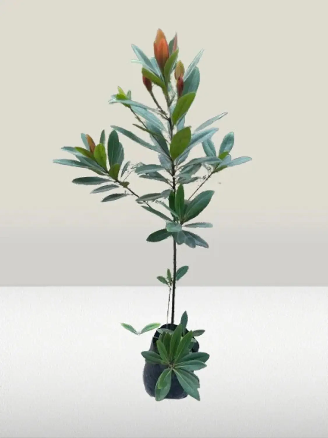 First Love(Xanthostemon Chrysanthus) Dwarf Flower Healthy Plant - Image 4