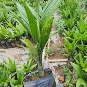 Hybrid Assam Arecanut Healthy Live Plant - Image 3