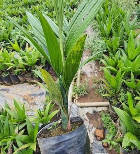 Hybrid Assam Arecanut Healthy Live Plant