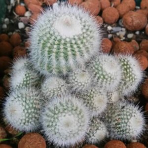 Notocactus Scopa Hybrid Cactus Healthy Plant