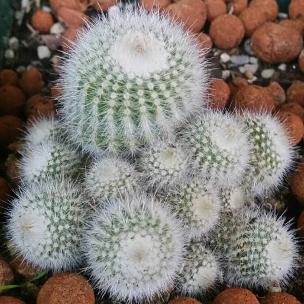 Notocactus Scopa Hybrid Cactus Healthy Plant
