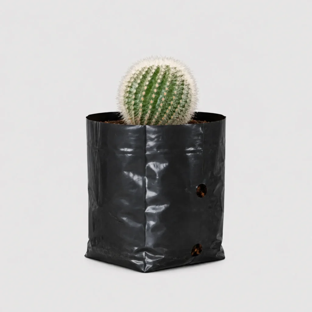 Notocactus Scopa Hybrid Cactus Healthy Plant
