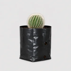 Notocactus Scopa Hybrid Cactus Healthy Plant - Image 3