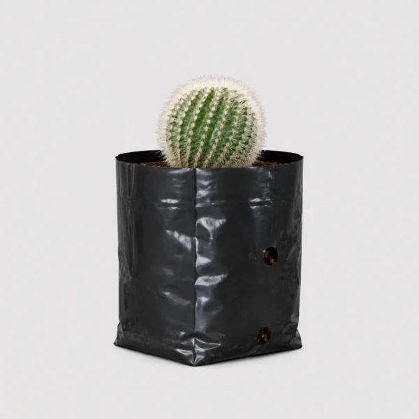 Notocactus Scopa Hybrid Cactus Healthy Plant