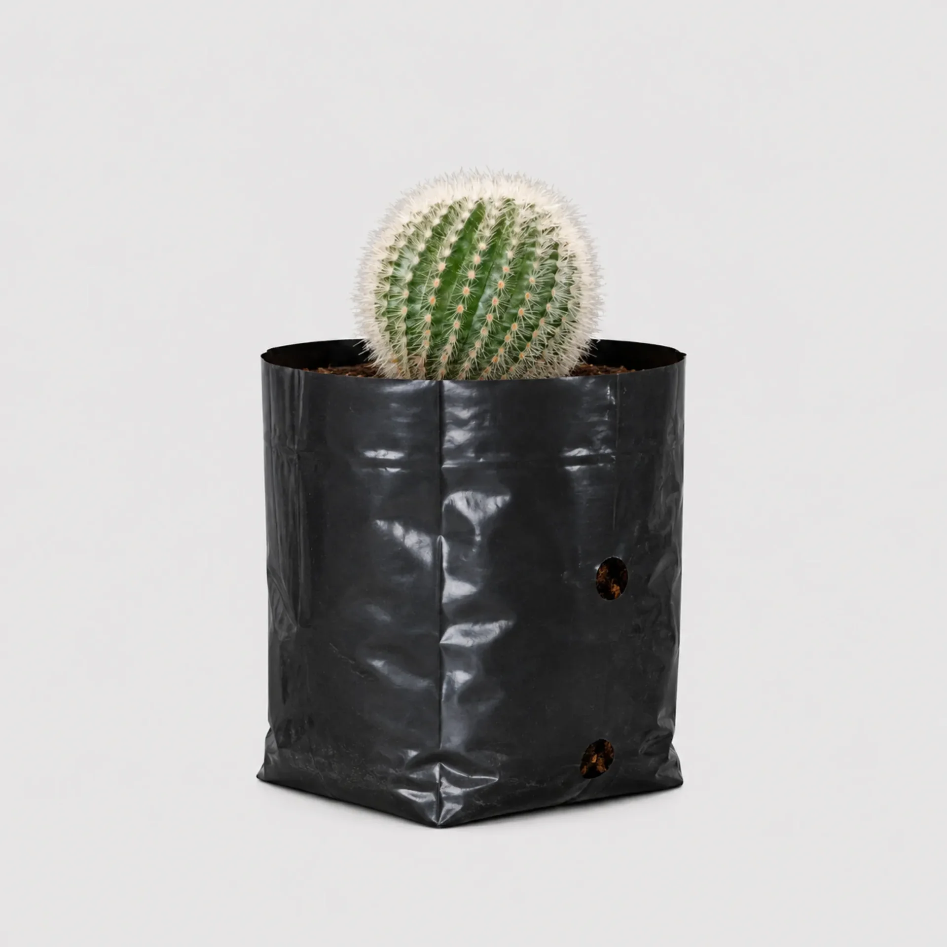 Notocactus Scopa Hybrid Cactus Healthy Plant - Image 3