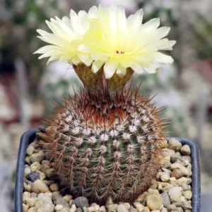 Noto Elegance Cactus Plant