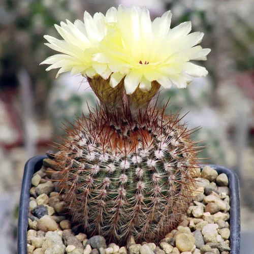 Noto Elegance Cactus Plant