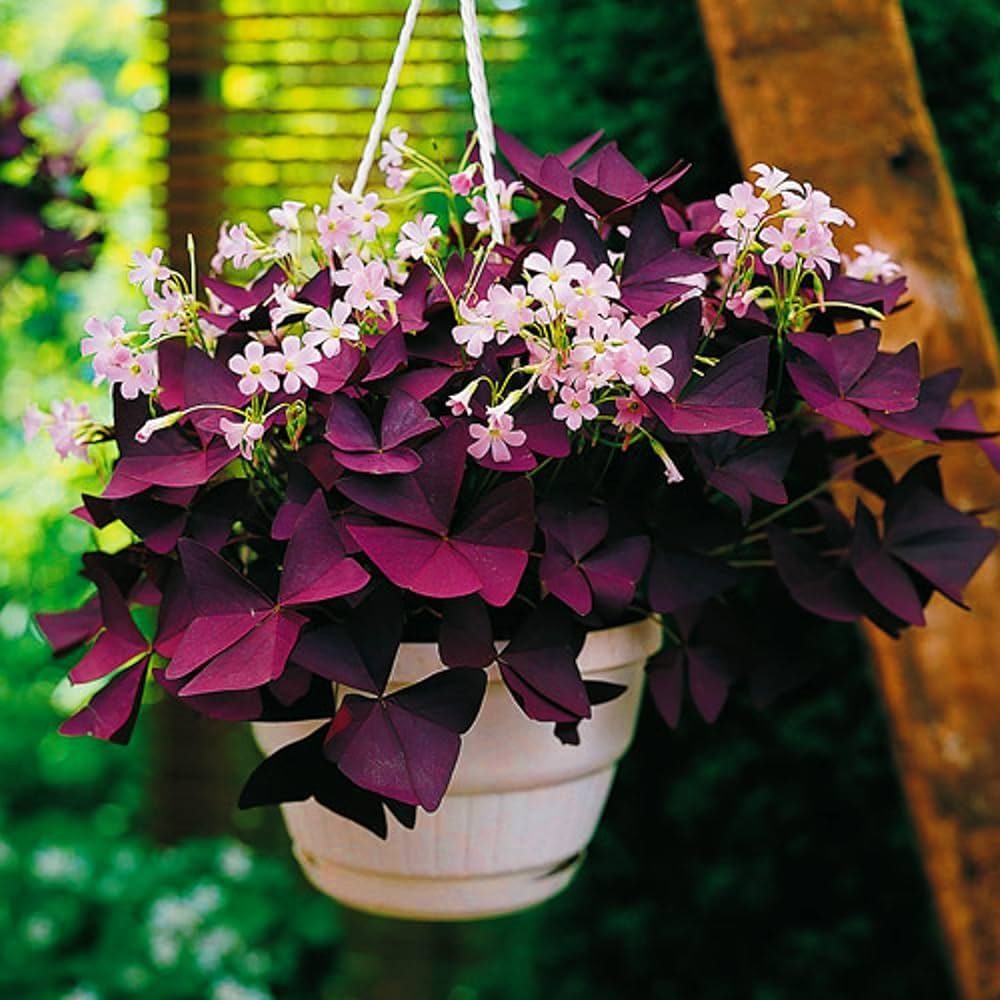 Purple Oxalis Flower Bulbs - Image 1
