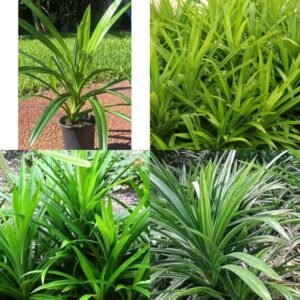 Biryani leaf plant (Pandanus amaryllifolius)/Pandan/Rambha Healthy Plant - Image 2