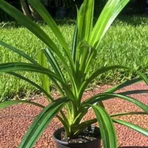 Biryani leaf plant (Pandanus amaryllifolius)/Pandan/Rambha Healthy Plant