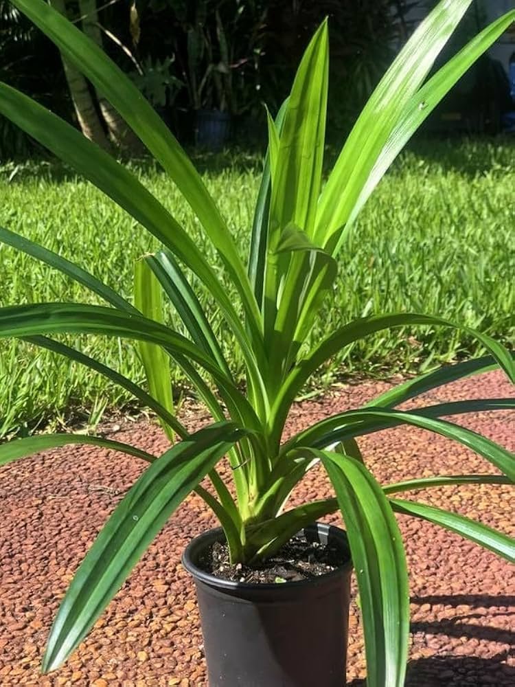 Biryani leaf plant (Pandanus amaryllifolius)/Pandan/Rambha Healthy Plant - Image 3