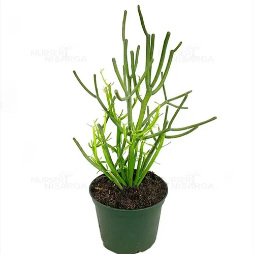 Euphorbia Tirucalli/ Fire Stick(Sticks on Fire/Red Pencil Cactus) Plant