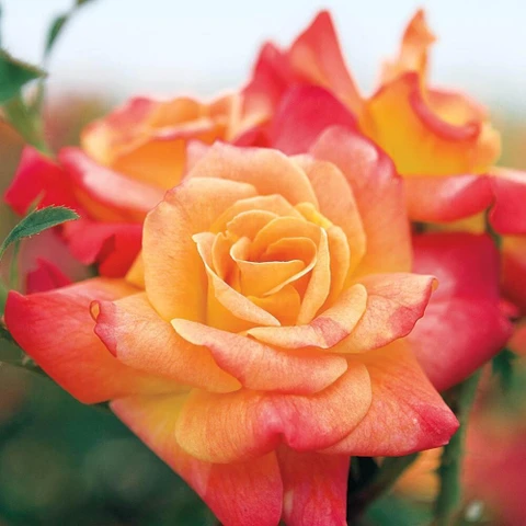 Magical Harlequin Id Rose Healthy Grafted Live Plant