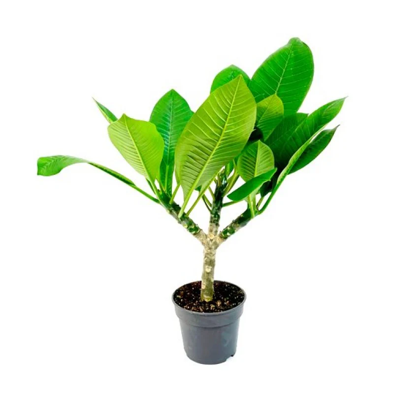 Sweet Fragnance Plumeria Id Thaigold Healthy Plant - Image 3