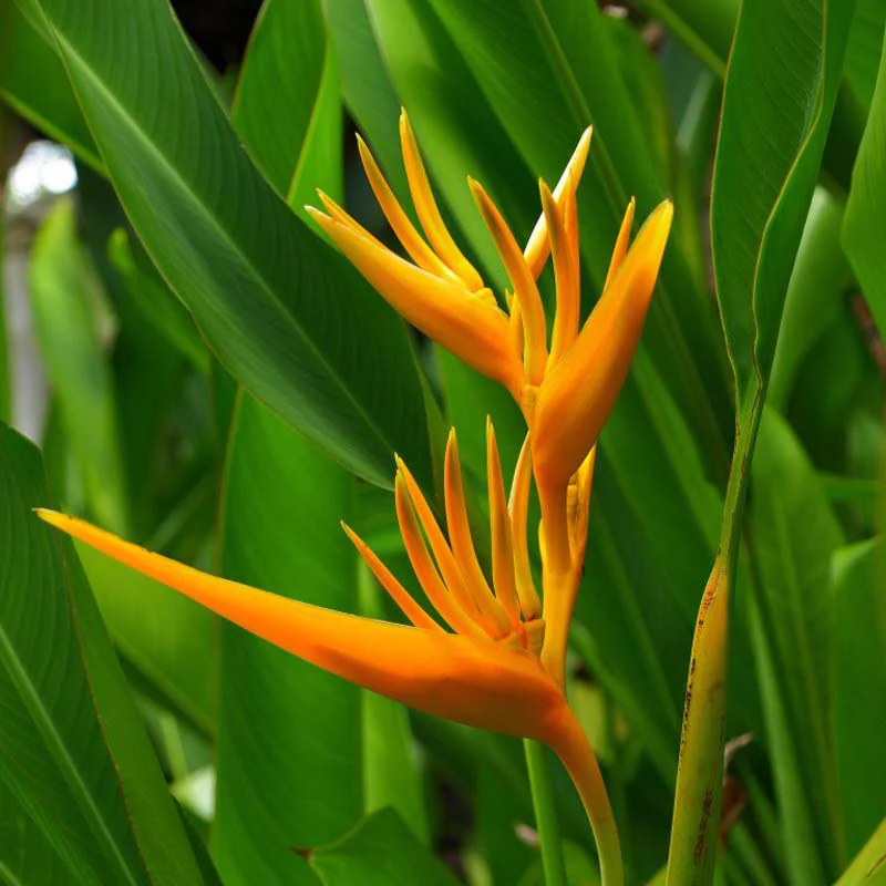 Heliconia Lady Diana Orange Color Ornamental Flower Plant - Image 3
