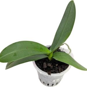 Phalaenopsis Orchid JC Stars Shining JC372 Seedling - Image 2