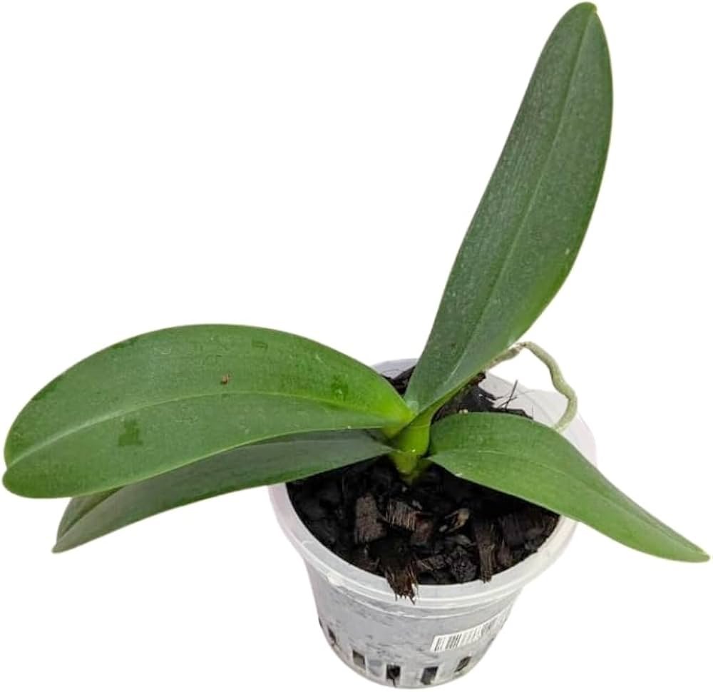 Phalaenopsis Orchid JC Stars Shining JC372 Seedling - Image 2