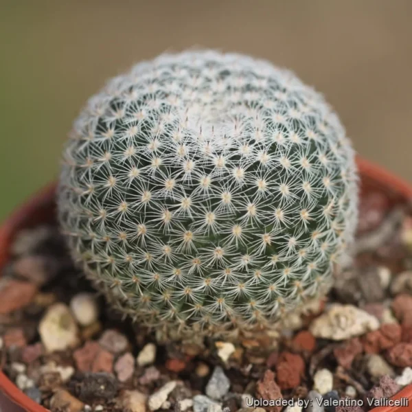 Mammillaria Microthele Cactus Plant