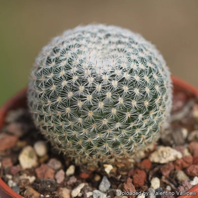 Mammillaria Microthele Cactus Plant - Image 3