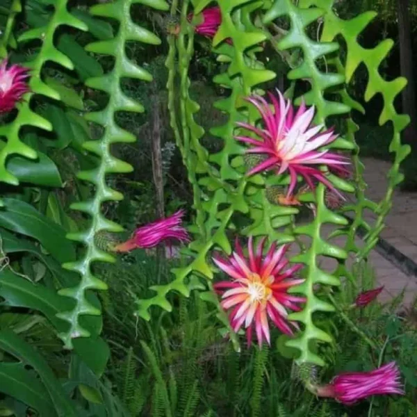 Fishbone Cactus (Disocactus anguliger or Epiphyllum anguliger) Plant