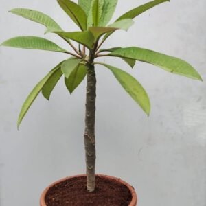 Sweet Fragnance Plumeria Id My White Valentine Healthy Plant - Image 3