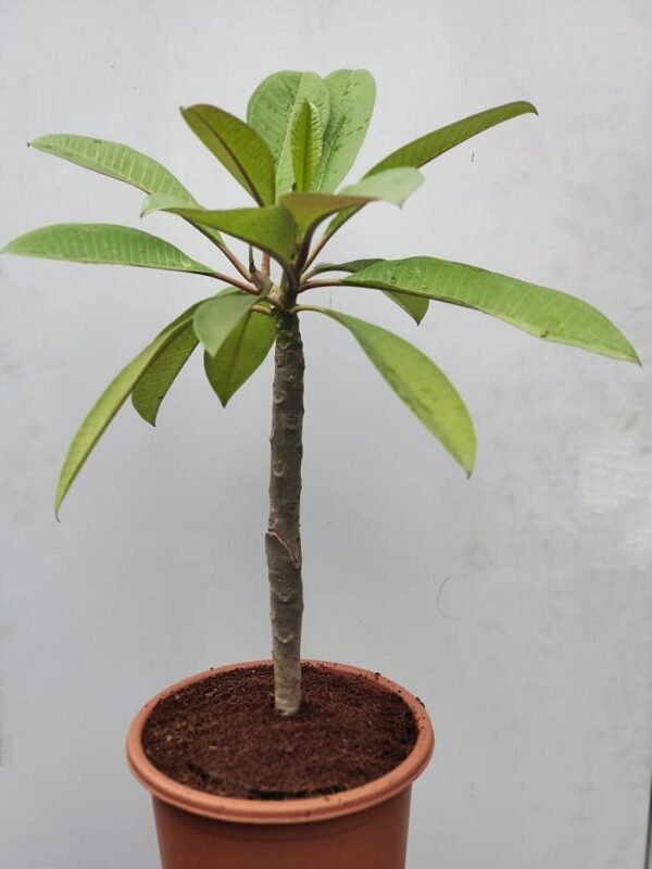 Sweet Fragnance Plumeria Id My White Valentine Healthy Plant