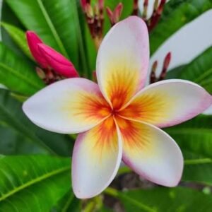 Sweet Fragnance Plumeria Id Fireblast Healthy Plant - Image 2