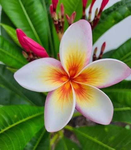 Sweet Fragnance Plumeria Id Fireblast Healthy Plant