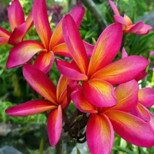 Sweet Fragnance Plumeria Id Intence Rainbow Healthy Plant