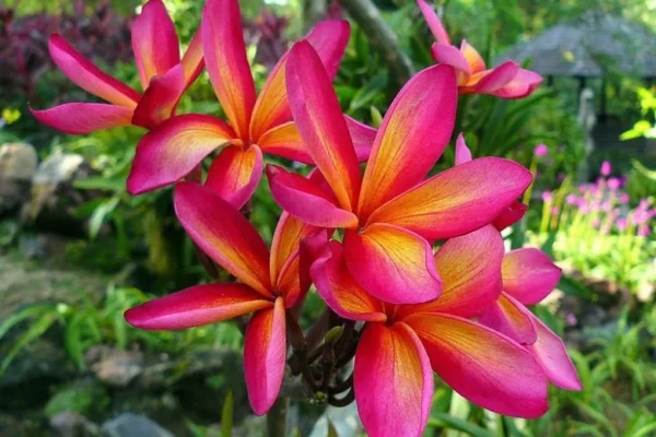 Sweet Fragnance Plumeria Id Intence Rainbow Healthy Plant