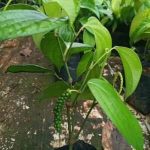 Hybrid First Fruiting Black Pepper Healthy Plant - Image 3