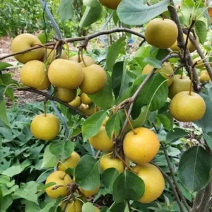 Hybrid Nashpati/Pear Grafted Fruit Healthy Plant